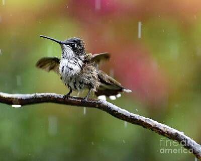 Word Signs - When It Rains It Pours - Juvenile Ruby-throated Hummingbird by Cindy Treger