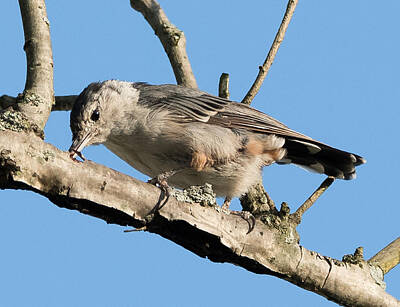 Birds Photos - White-Breasted Nuthatch  by Holden The Moment