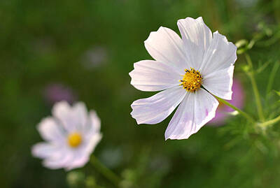 Coffee - White cosmos flower by Pierre Leclerc Photography