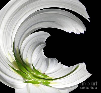 Abstract Flowers Photos - White Cosmos Flower Warp Abstract by Rose Santuci-Sofranko