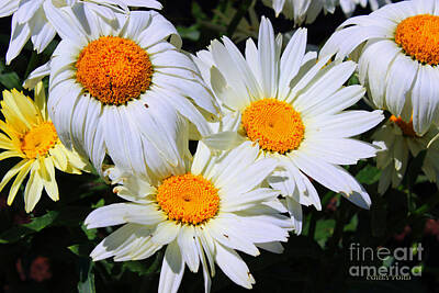 Shades Of Gray Rights Managed Images - White Daisy Flowers Royalty-Free Image by Corey Ford