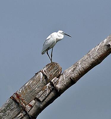 Birds Photos - White Egret Perch by John Hughes