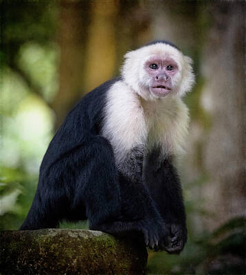 Royalty-Free and Rights-Managed Images - White Faced Capuchin Monkey Costa Rica III by Joan Carroll