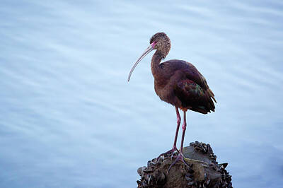 Abstract Animalia Royalty Free Images - White-faced Ibis II Royalty-Free Image by Brian Knott Photography