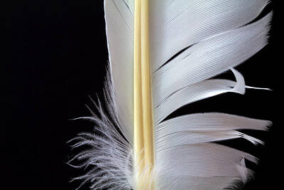 Abstract Animalia Royalty Free Images - White Feather Royalty-Free Image by Bob Orsillo