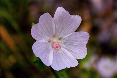 Spot Of Tea - White Flower in Shade by Grace Joy Carpenter