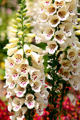 Spaces Images - White Fox Gloves by Dean Triolo