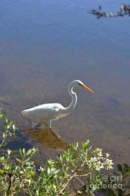 Olympic Sports - White Heron Wading by Bob Sample