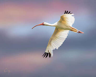 Sheep Royalty Free Images - White Ibis Flying Royalty-Free Image by Chuck Purro