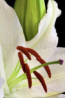 Laundry Room Signs - White Lilly Macro C1 by Chad Hamilton