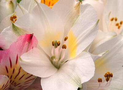 Spaces Images - White Lily from a Boquet by Srinivasan Venkatarajan
