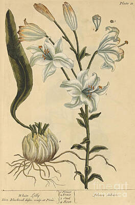 Lilies Royalty-Free and Rights-Managed Images - White Lily, Medicinal Plant, 1737 by Science Source