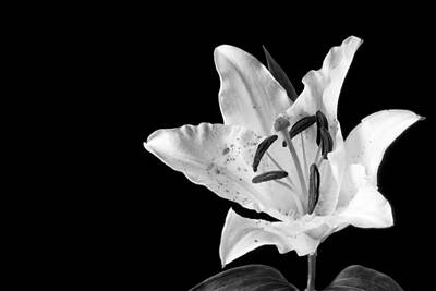 Sultry Flowers - White Lily on Black - monochrome by John Paul Cullen