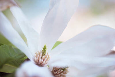 Negative Space - White Magnolia CloseUp by Jenny Rainbow