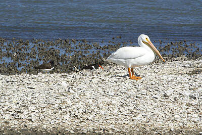 Aloha For Days - White Pelican and Oyster Catcher by Karen Foley