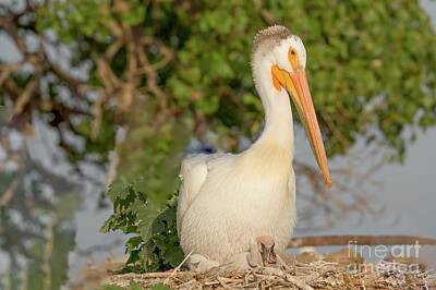 Nikki Vig Royalty-Free and Rights-Managed Images - White Pelican With Young by Nikki Vig