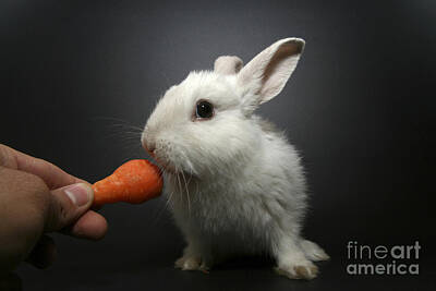 Mammals Photos - White Rabbit  by Yedidya yos mizrachi