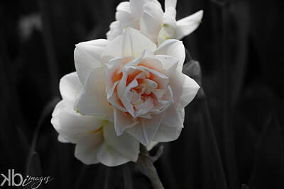 Abstract Graphics Rights Managed Images - White Rose Royalty-Free Image by Chris Baboolal