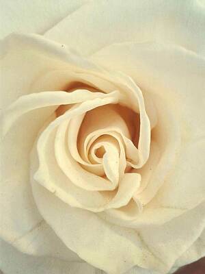 Landscapes Rights Managed Images - White Rose Royalty-Free Image by Guillermo Mason