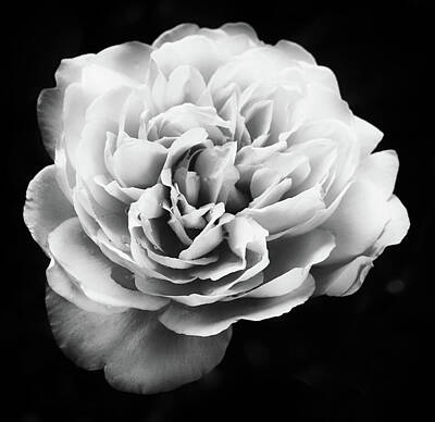 Roses Photo Royalty Free Images - White Rose On Dark Royalty-Free Image by Philip Openshaw