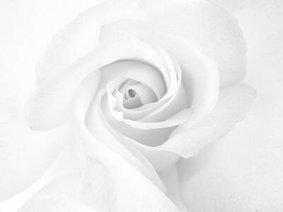 Mountain Landscape - White Rose by Stephen Settles