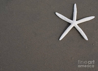 Lucille Ball Royalty Free Images - White starfish on wet sand beach Royalty-Free Image by Anthony Totah