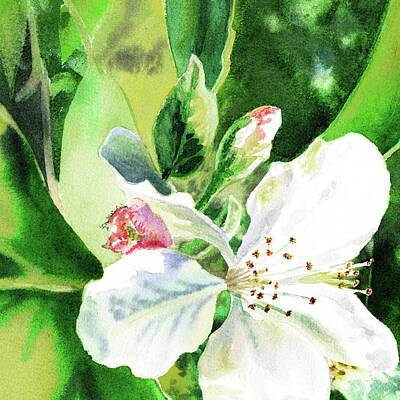 Recently Sold - Florals Royalty Free Images - Watercolor Apple Blossom Royalty-Free Image by Irina Sztukowski