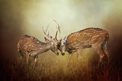 Mammals Digital Art - Two White-tailed Deer Bucks Locking Antlers During A Sparring Match by Diana Van Tankeren
