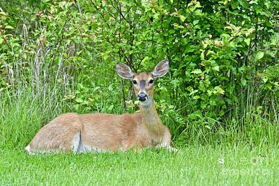 Lucky Shamrocks - White-tailed deer laying down by JL Images