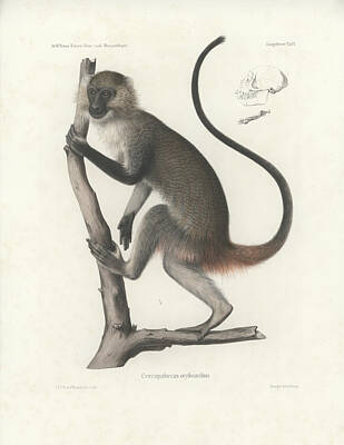 Animals Drawings - White Throated Guenon, Cercopithecus albogularis erythrarchus by J D L Franz Wagner