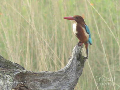 Mans Best Friend Rights Managed Images - White Throated Kingfisher Royalty-Free Image by Mikhael van Aken