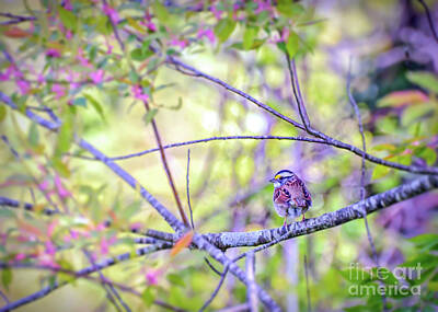 Roaring Red - White-throated Sparrow Surrounded By Spring by Kerri Farley