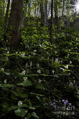 Cities Royalty Free Images - White Trilliums light up Pigeon Mountain Royalty-Free Image by Barbara Bowen