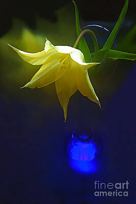 Floral Rights Managed Images - WHITE TULIP in BLUE VASE. Royalty-Free Image by Alexander Vinogradov