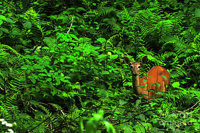 Mountain Rights Managed Images - Whitetail Doe in Ferns Royalty-Free Image by Thomas R Fletcher