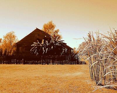 Dog Illustrations - Whitney Plantation Cabin And Sugar Cane In Wallace Louisiana by Michael Hoard
