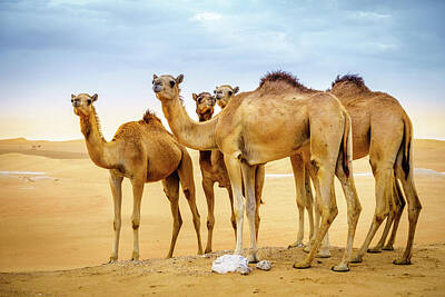 Cowboy - Wild camels in the desert by Alexey Stiop
