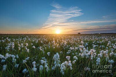 Surrealism Photo Royalty Free Images - Wild Cotton Field In Iceland  Royalty-Free Image by Michael Ver Sprill