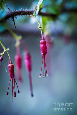 Iconic Women Royalty Free Images - Wild Fuschia Royalty-Free Image by Rich Governali