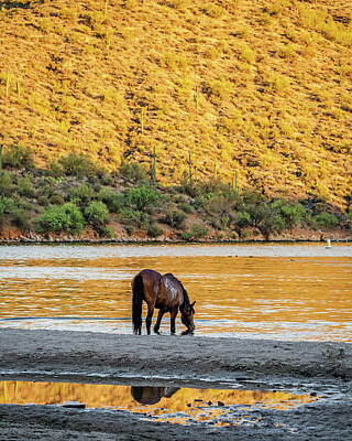 Animals Photo Rights Managed Images - Wild Horse Drinking Water From River Royalty-Free Image by Good Focused