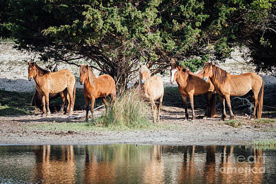Catch Of The Day - Wild Horse Group Photo by Anna Smolens
