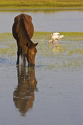 Animals Photos - Wild Horse Reflection by Bob Decker