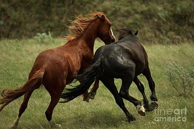 All You Need Is Love - Wild Horses by Chris Brewington Photography LLC