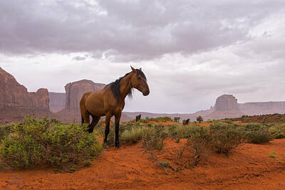 City Lights Rights Managed Images - Wild Horses of Monument Valley Royalty-Free Image by Brad Scott