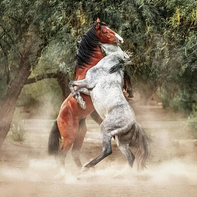 Animals Photos - Wild Horses Rearing Up Play Fighting by Good Focused