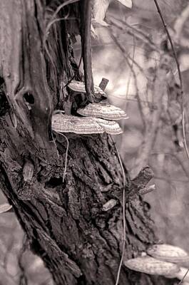 Garden Tools - Wild Pennsylvania Mushrooms - Monochrome by Susan Maxwell Schmidt