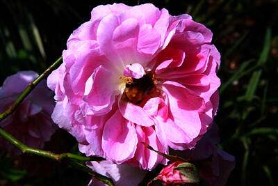 Roses Photos - Wild Pink Rose by Aidan Moran
