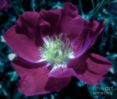 Roses Rights Managed Images - Wild Rose Blue Dipinto Effect Royalty-Free Image by Rose Santuci-Sofranko