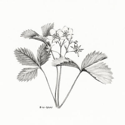 Food And Beverage Drawings - Wild Strawberry Drawing by Betsy Gray
