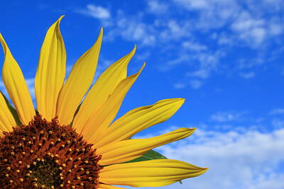 Whimsically Poetic Photographs - Wild Sunflower by Shane Bechler